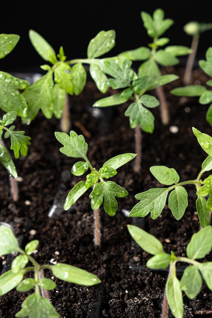 Growing tomatoes from seeds the sprouts have grown