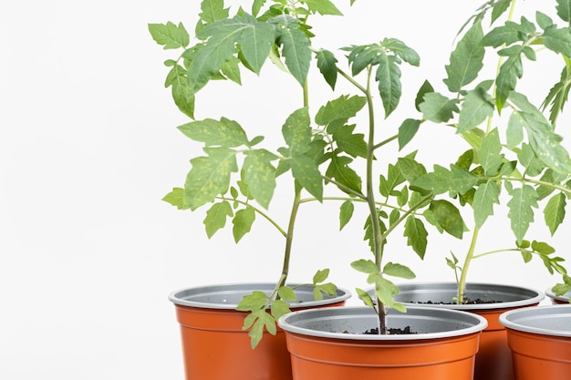 Growing tomatoes from seeds step by step Step 10 seedlings grow in pots