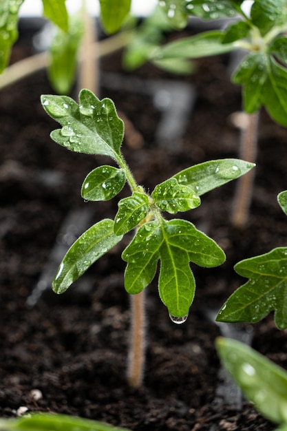 Growing tomatoes from seeds step by step Step 7 the sprouts have grown