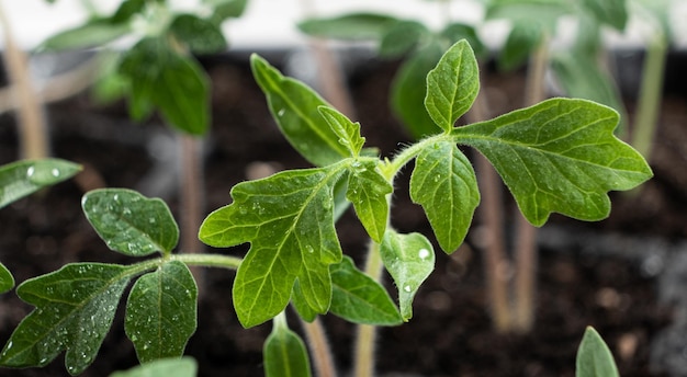 Growing tomatoes from seeds step by step Step 7 the sprouts have grown