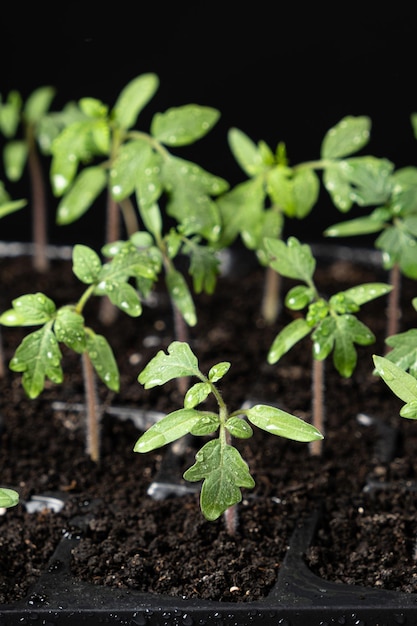 Photo growing tomatoes from seeds step by step step 7 the sprouts have grown