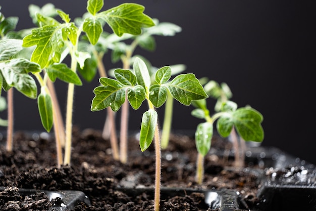 Photo growing tomatoes from seeds step by step step 7 the sprouts have grown