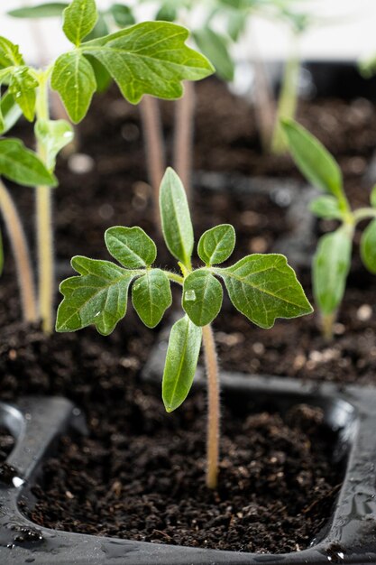 Photo growing tomatoes from seeds step by step step 7 the sprouts have grown