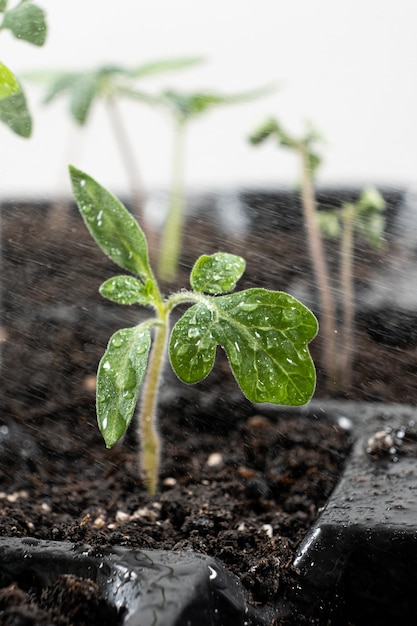 Growing tomatoes from seeds step by step Step 8 watering grown sprouts