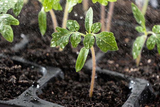 Growing tomatoes from seeds step by step Step 8 watering grown sprouts