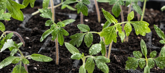 Growing tomatoes from seeds step by step Step 8 watering grown sprouts