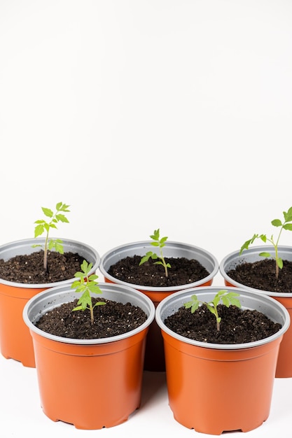 Growing tomatoes from seeds step by step