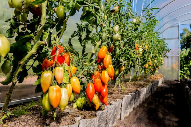 growing tomatoes in a greenhouse