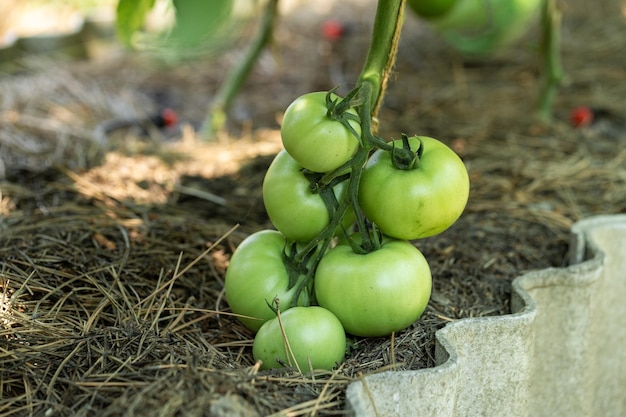 Growing tomatoes in high beds inside a greenhouse Farming drip irrigation