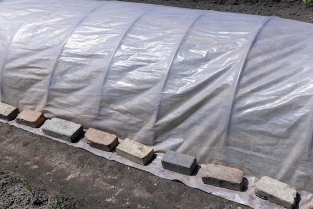 Growing tomatoes in a homemade simple greenhouse