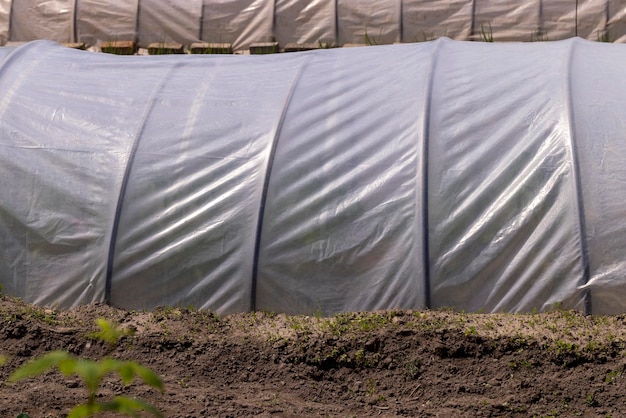 Growing tomatoes in a homemade simple greenhouse