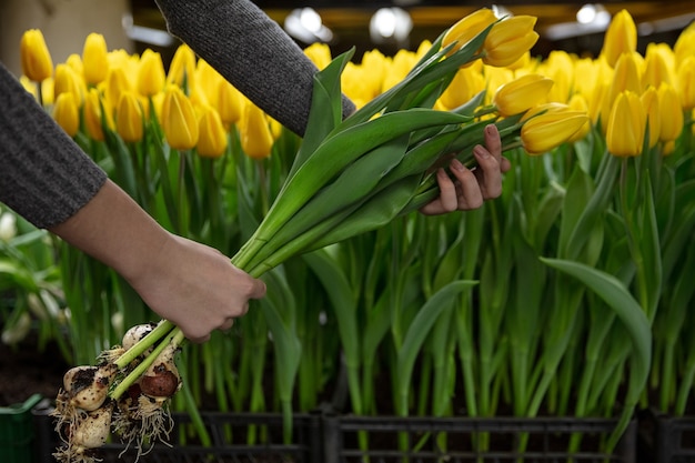 Growing tulips in a greenhouse  crafted manufacture for your celebration