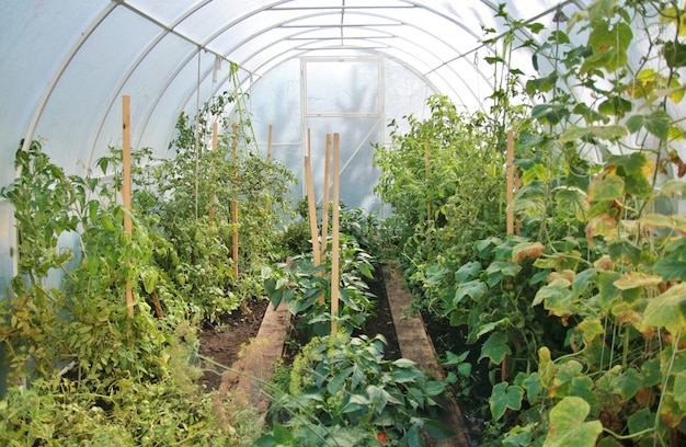 Growing vegetables in the greenhouse