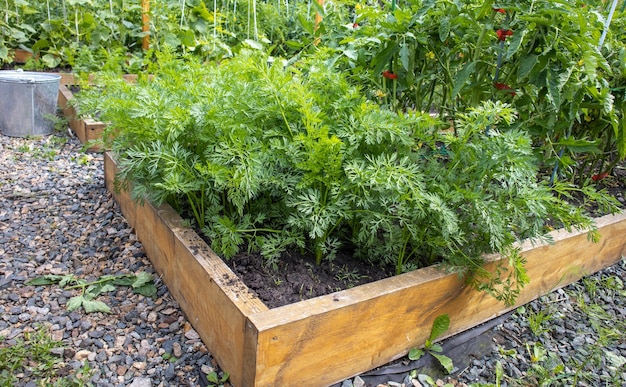 Growing vegetables on a raised wooden bed in the backyard garden vegetable growing concept