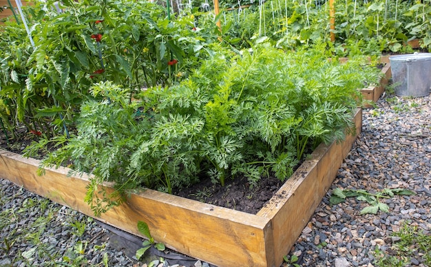 Growing vegetables on a raised wooden bed in the backyard garden vegetable growing concept