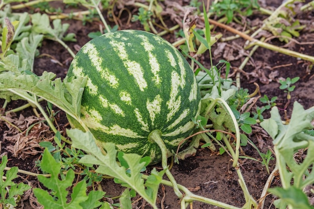 Growing watermelon on the field in a vegetable garden