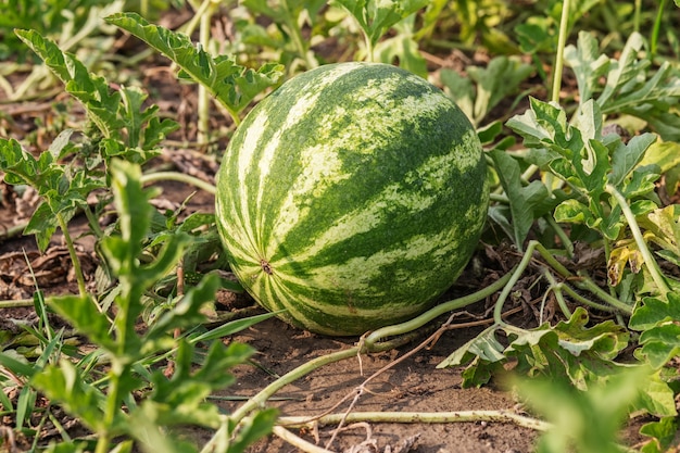 Growing watermelon on the field in a vegetable garden