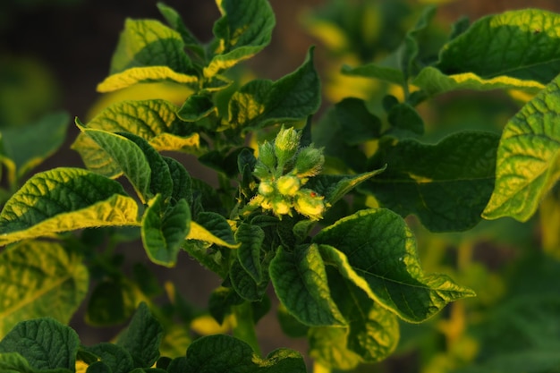 growing young potato bush with small flower buds