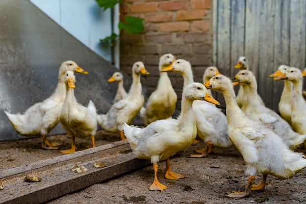 Photo a grown up ducklings in the yard