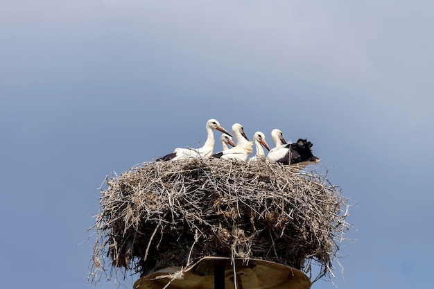 Grownup stork Ciconia ciconia chicks in a nest against a blue sky background