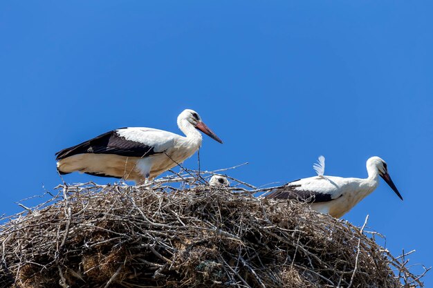 Grownup stork Ciconia ciconia chicks in a nest against a blue sky background