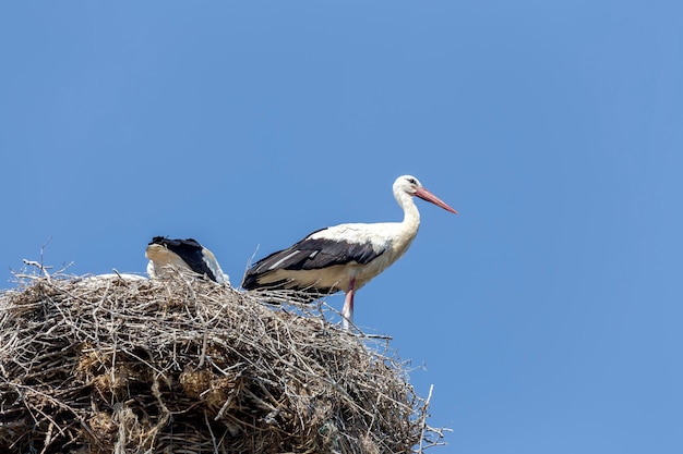 Grownup stork Ciconia ciconia chicks in a nest against a blue sky background