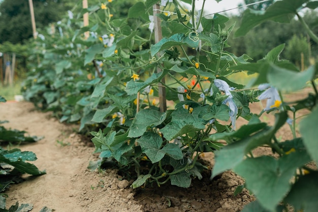 The growth and blooming of greenhouse cucumbers the bush cucumber on the trellis cucumbers vertical