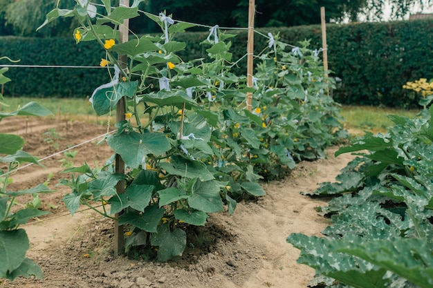 The growth and blooming of greenhouse cucumbers the bush cucumber on the trellis cucumbers vertical