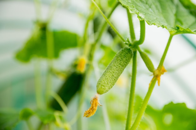 The growth and flowering of greenhouse cucumbers Growing organic food products Cucumber harvest small cucumber with flower and tendrils