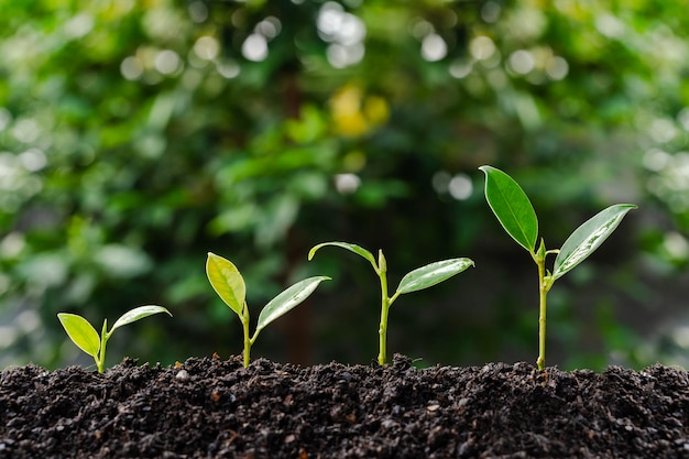 Growth order of young plants plants or young trees on natural background Small trees of different sizes growing on green background concept