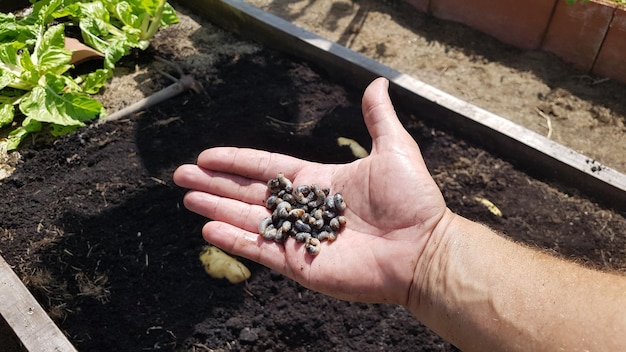 grub worm in farmer's hand pest in the vegetable garden of may bug many white chafer grub