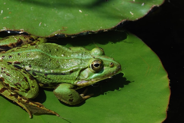 Gruener frosch sitzt auf seerosen blatt im teich