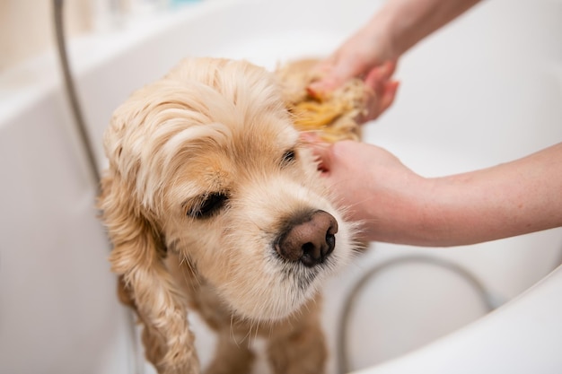 Grumer washes the dog with foam and water