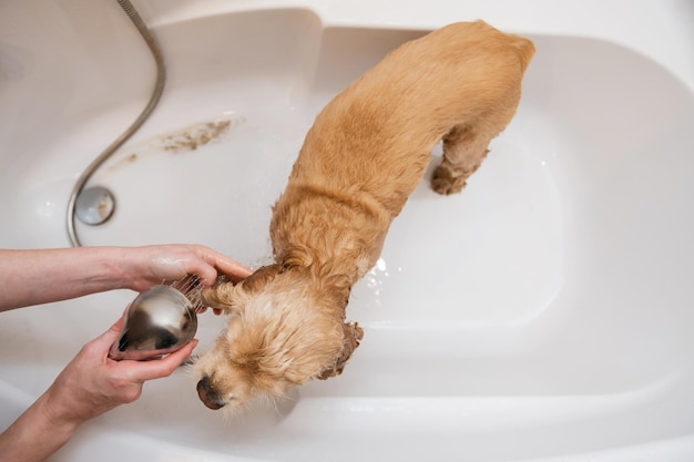 Grumer washes the dog with foam and water