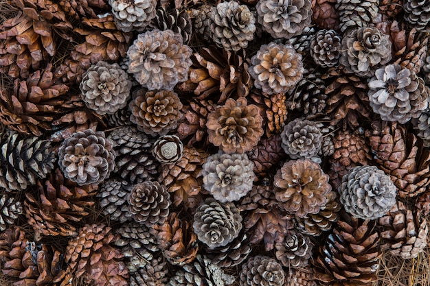 Grunge background of pine cones