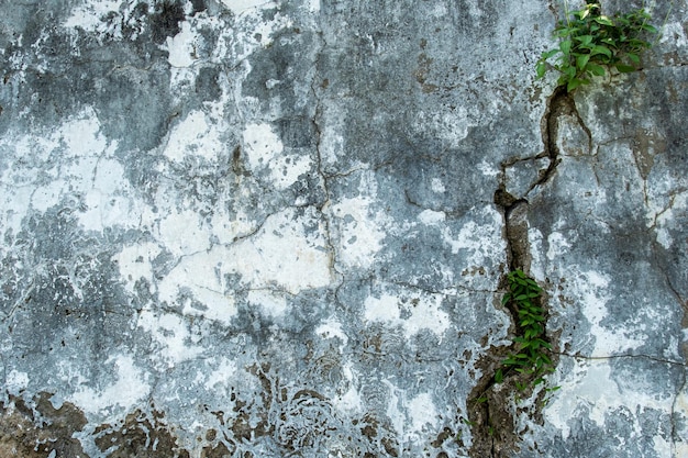 Grunge congrete wall. abstract background