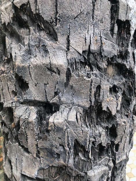 Grunge Tree Bark