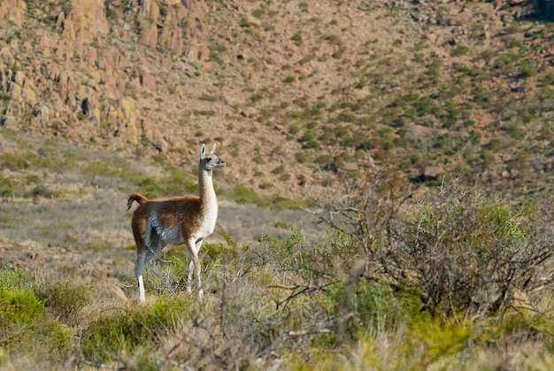 Photo guanaco in pampas grassland, lihue calel national park, patagonia argentina