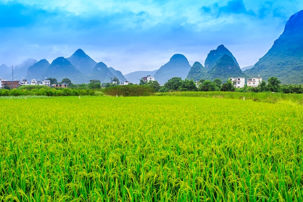 Guangxi paddy field