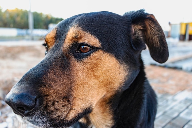 Guard dog at the construction site. Close-up of a guard dog.