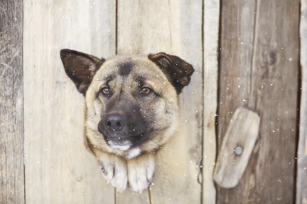 guard dog in dog house, security background