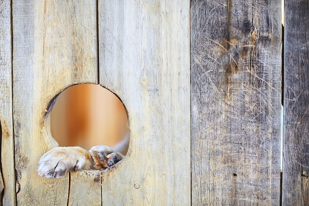 guard dog in dog house, security background