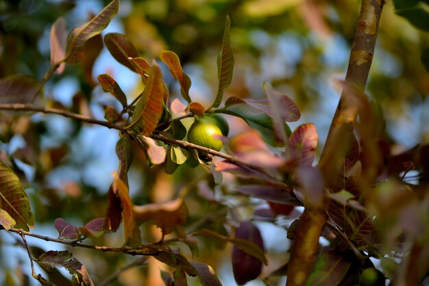 Guava fruit tree in an organic tropical garden, Fresh and Healthy guava raw fruit in the guava farm.