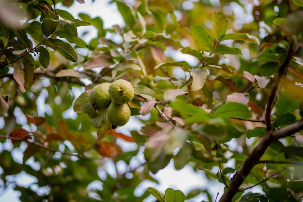 Guava fruit tree in an organic tropical garden, Fresh and Healthy guava raw fruit in the guava farm.