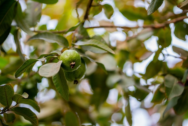 Guava fruit tree in an organic tropical garden, Fresh and Healthy guava raw fruit in the guava farm.