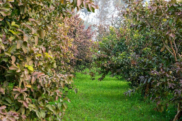 Guava fruit trees in an organic tropical garden Guava garden with a large number of guava plants agriculture background