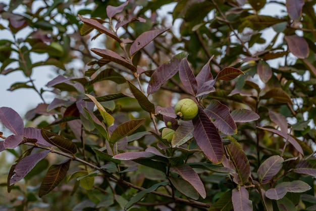 Guava fruit trees in an organic tropical garden Guava garden with a large number of guava plants agriculture background