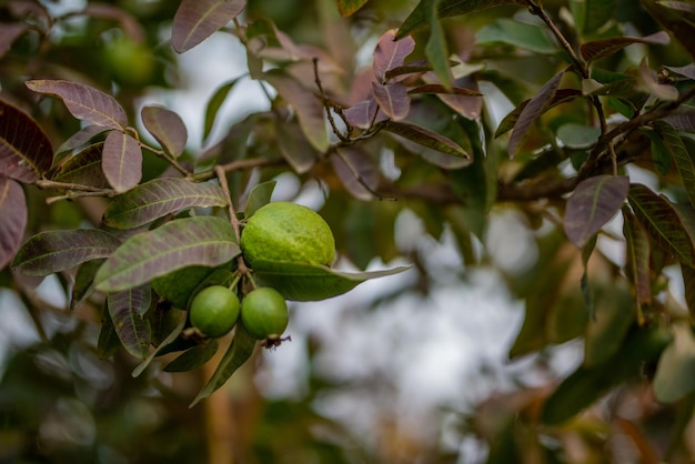 Guava fruit trees in an organic tropical garden Guava garden with a large number of guava plants agriculture background