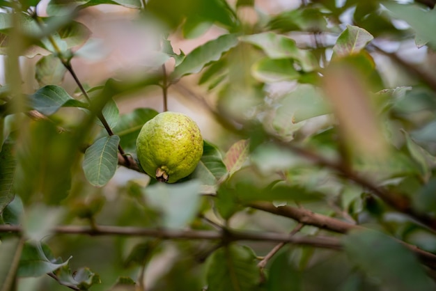 Guava fruit trees in an organic tropical garden Guava garden with a large number of guava plants agriculture background