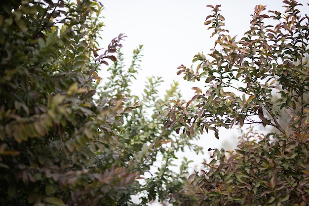 Guava fruit trees in an organic tropical garden Guava garden with a large number of guava plants agriculture background